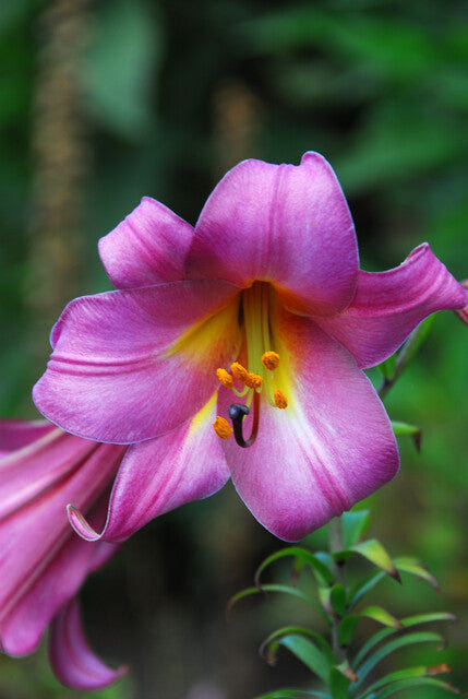 Lilium Pink Perfection