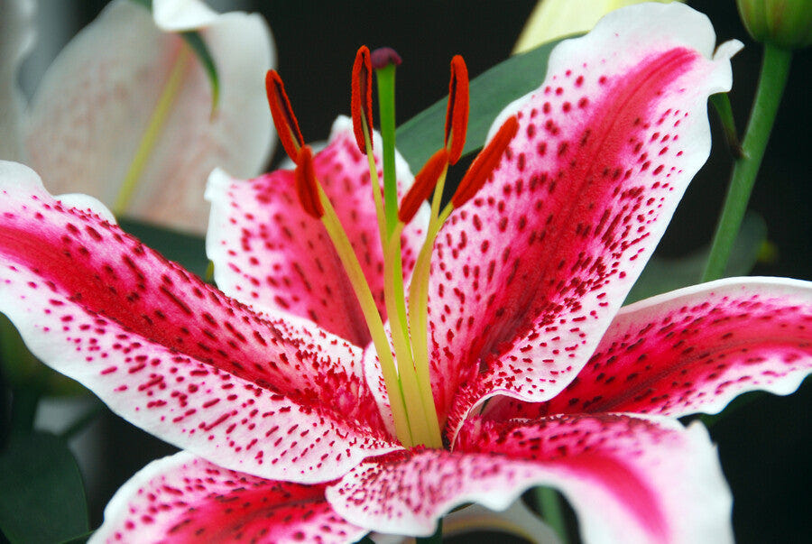Lilium Tigerwoods