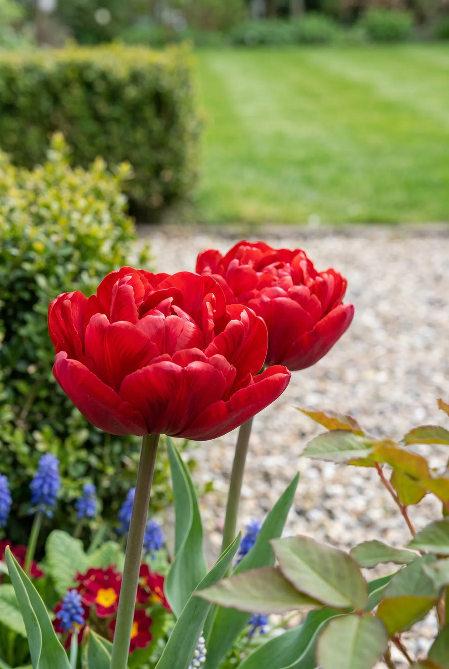 Tulipa Abba — close-up van de bloem