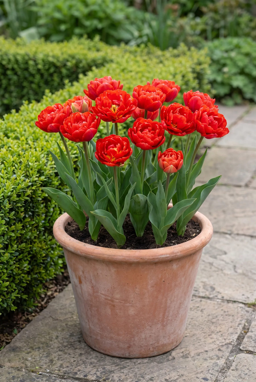 Tulipa Abba — in pot op terras