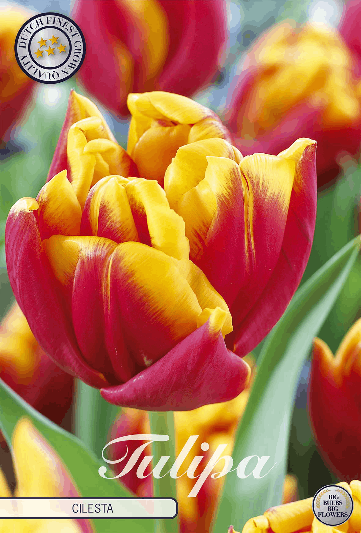 Tulipa Cilesta