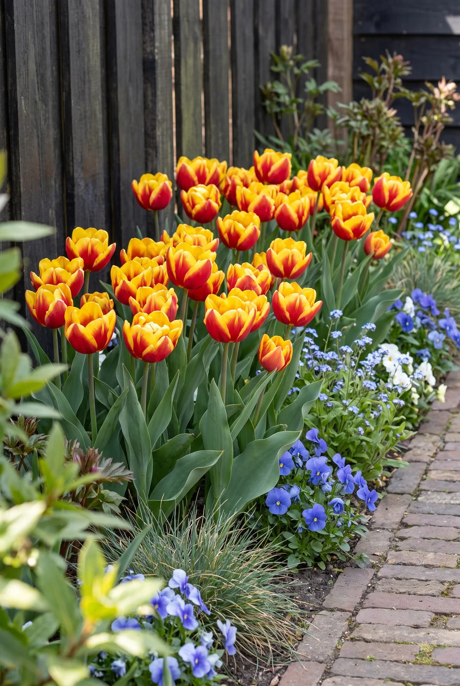 Tulipa Cilesta — in de border