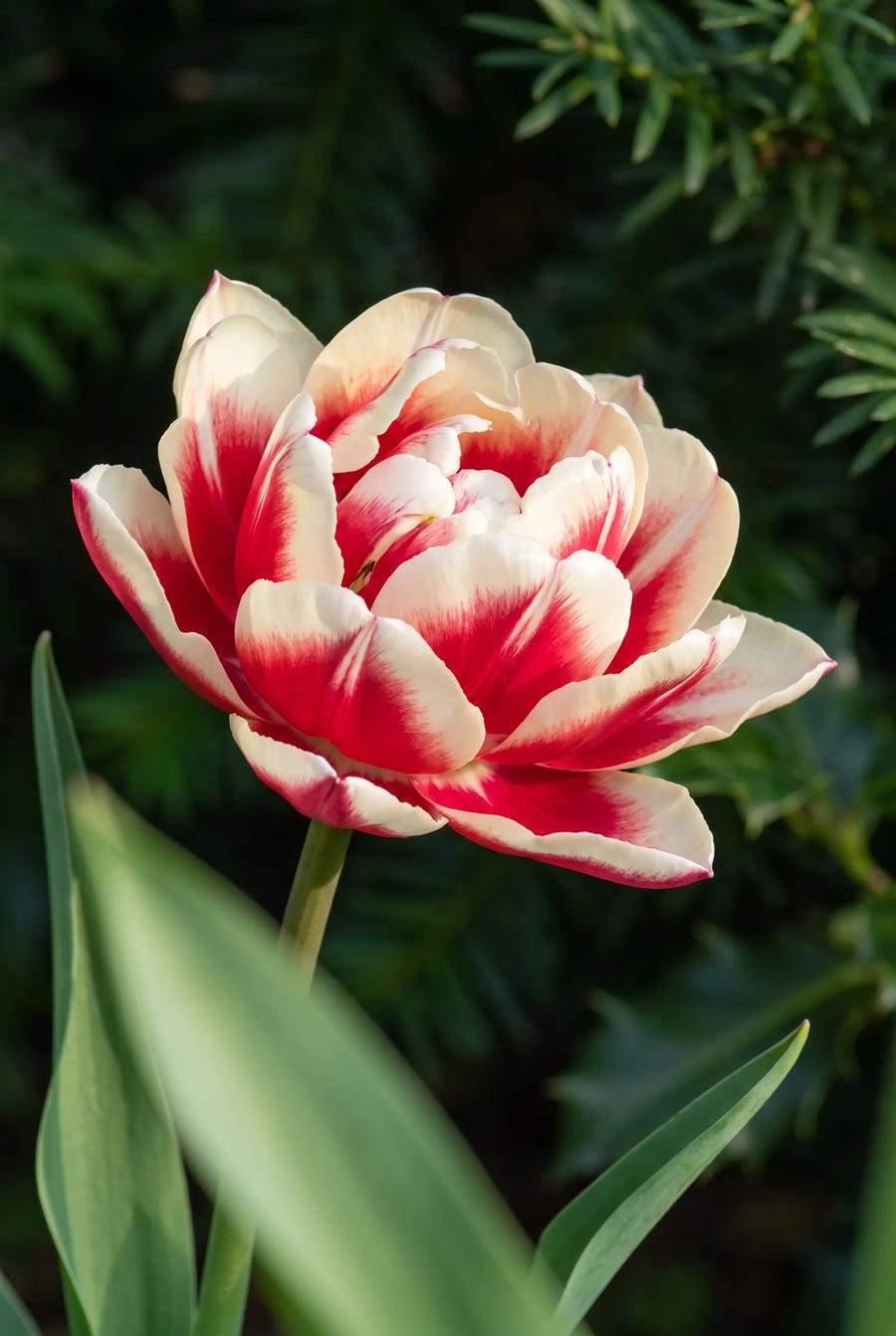 Tulipa Columbus — sfeerbeeld