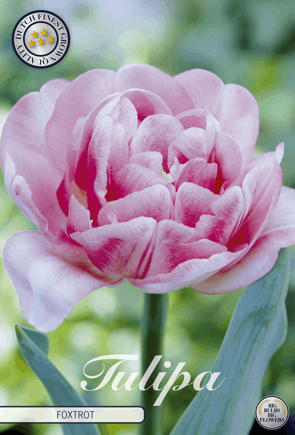 Tulipa Foxtrot