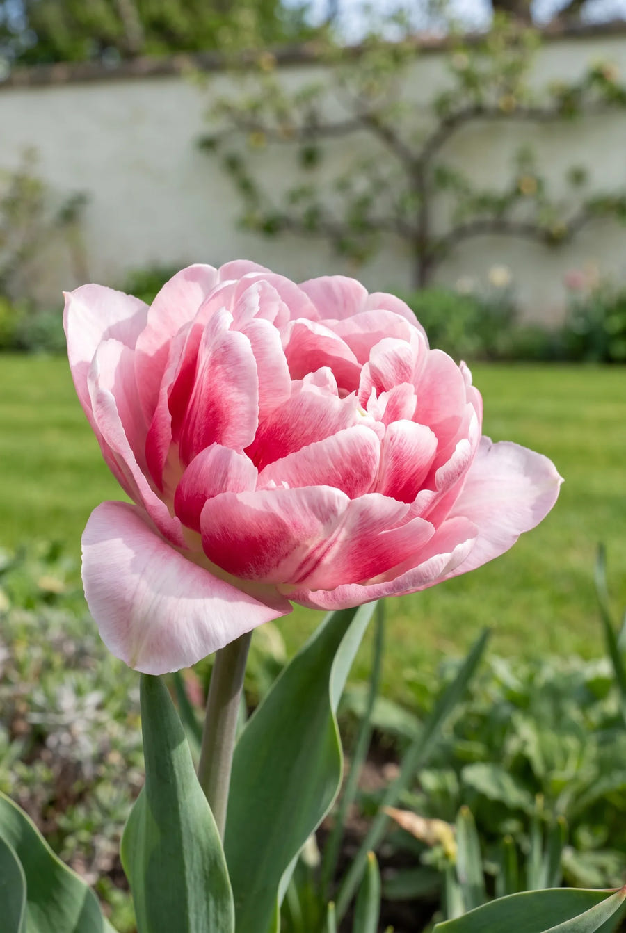 Tulipa Foxtrot — close-up van de bloem