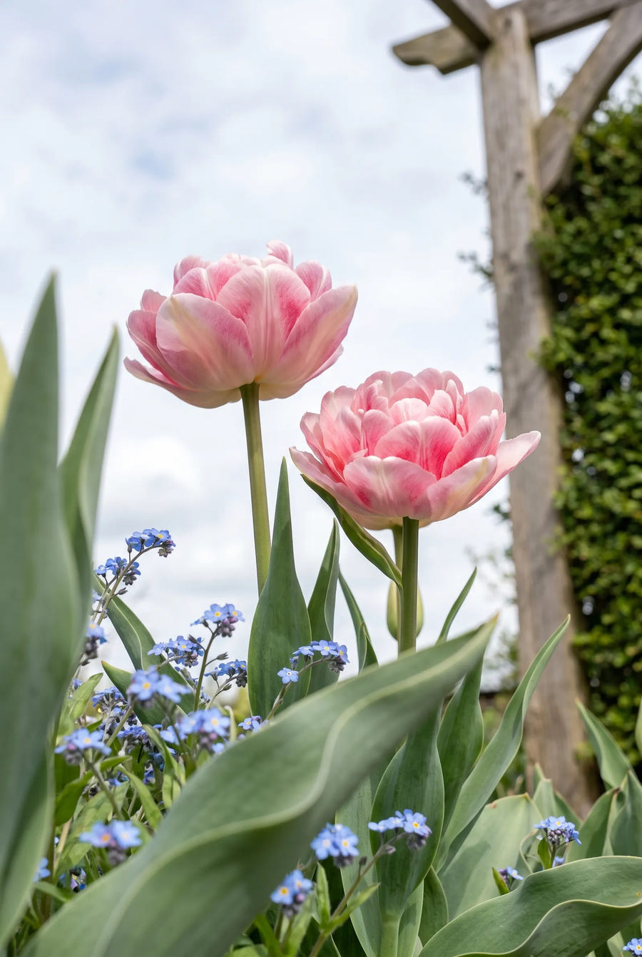 Tulipa Foxtrot — in de tuin
