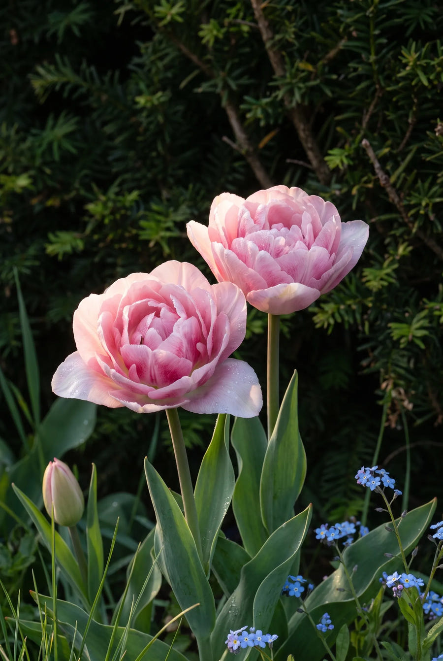 Tulipa Foxtrot — sfeerbeeld