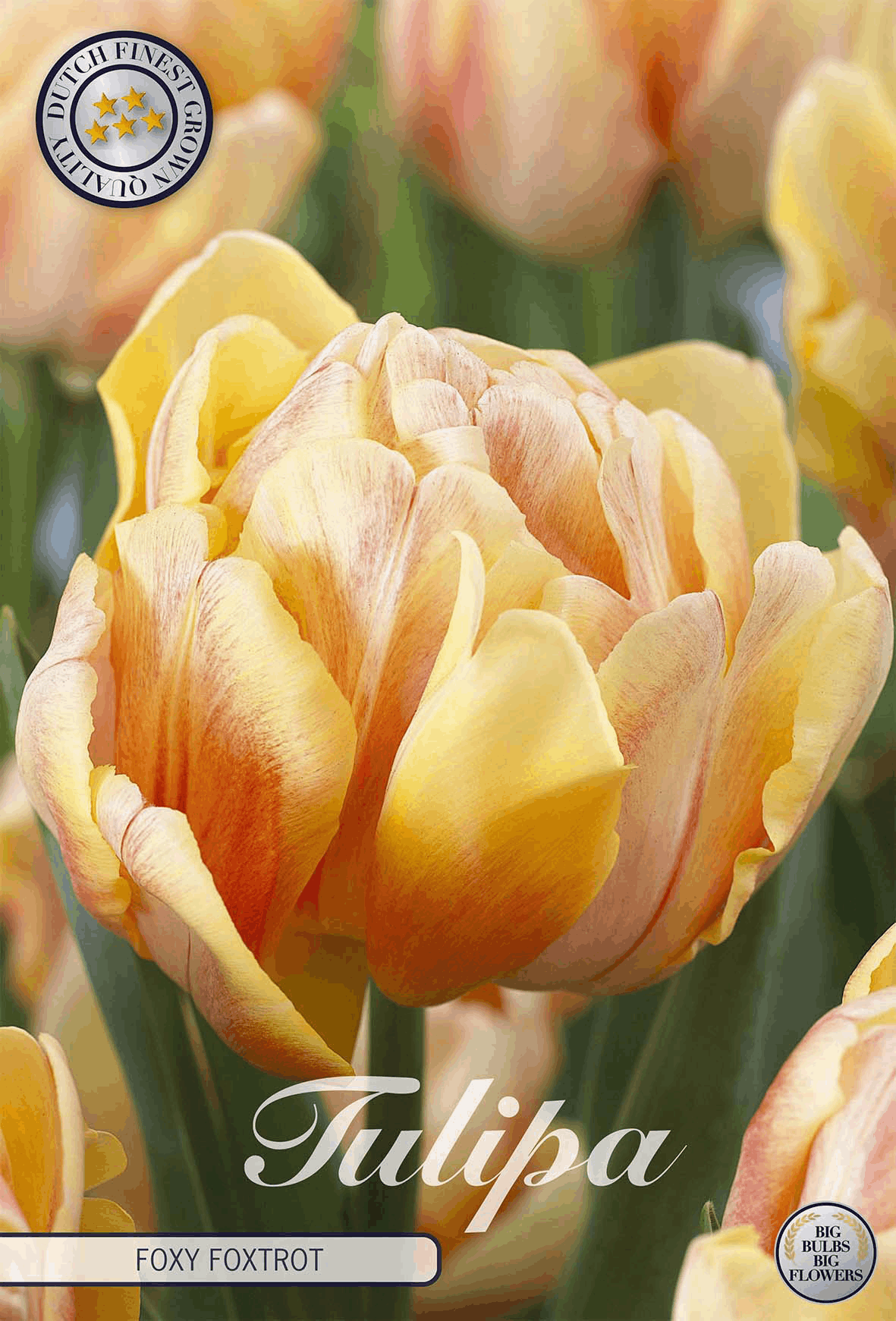 Tulpe Foxy Foxtrot