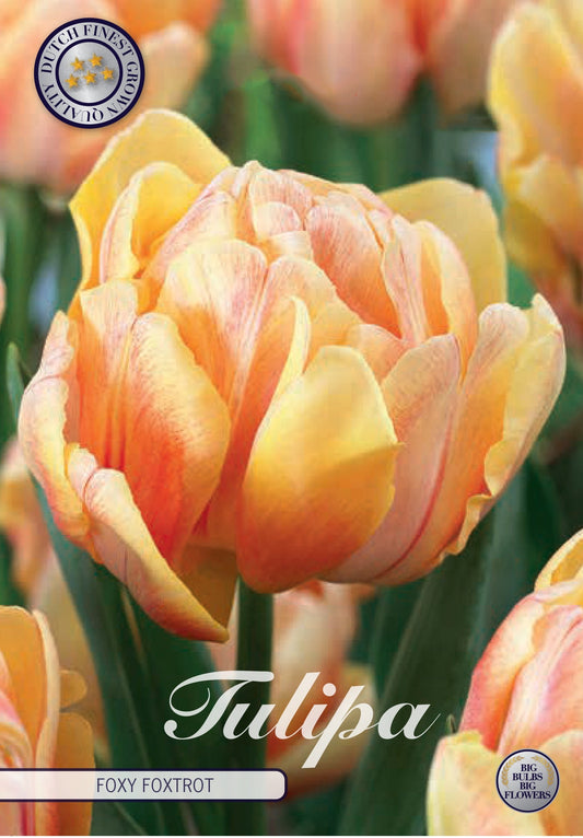Tulpe Foxy Foxtrot