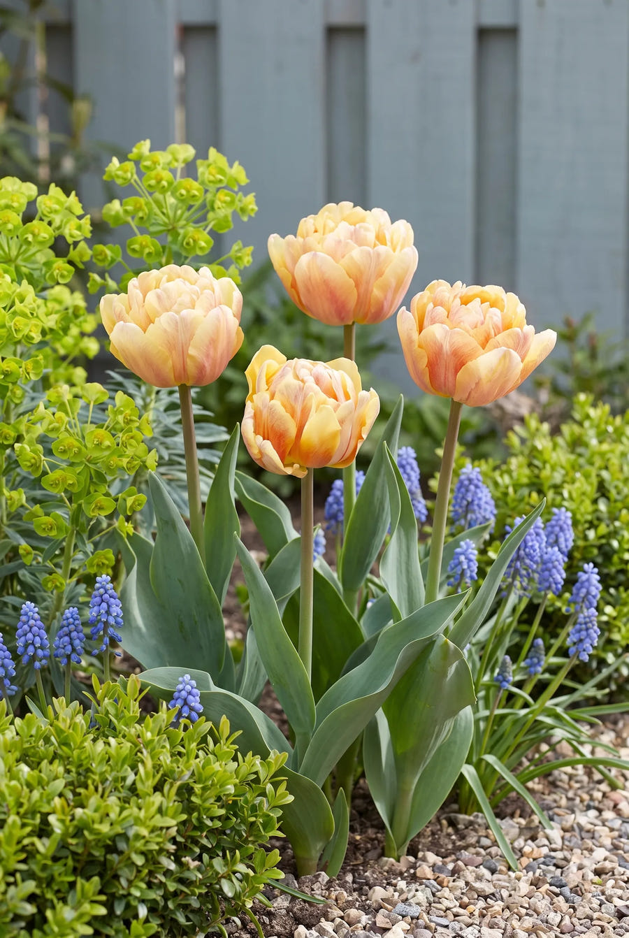 Tulipa Foxy Foxtrot — in de border
