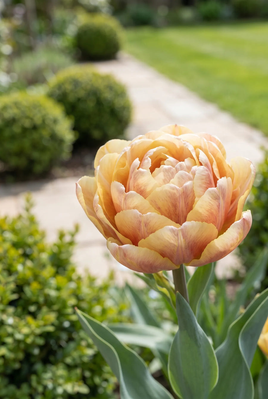 Tulipa Foxy Foxtrot — close-up van de bloem