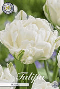 Tulipa Mondial