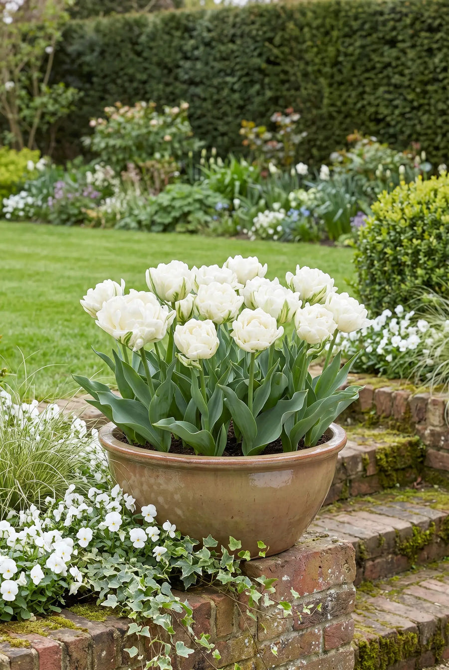 Tulipa Mondial — in pot op terras