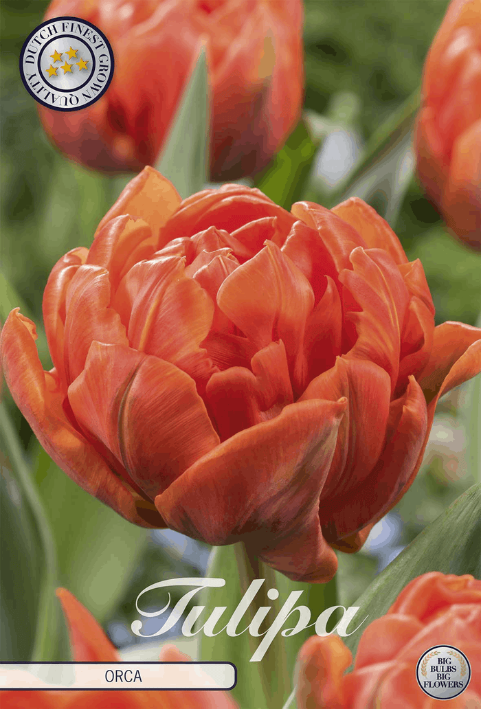 Tulipa Orca