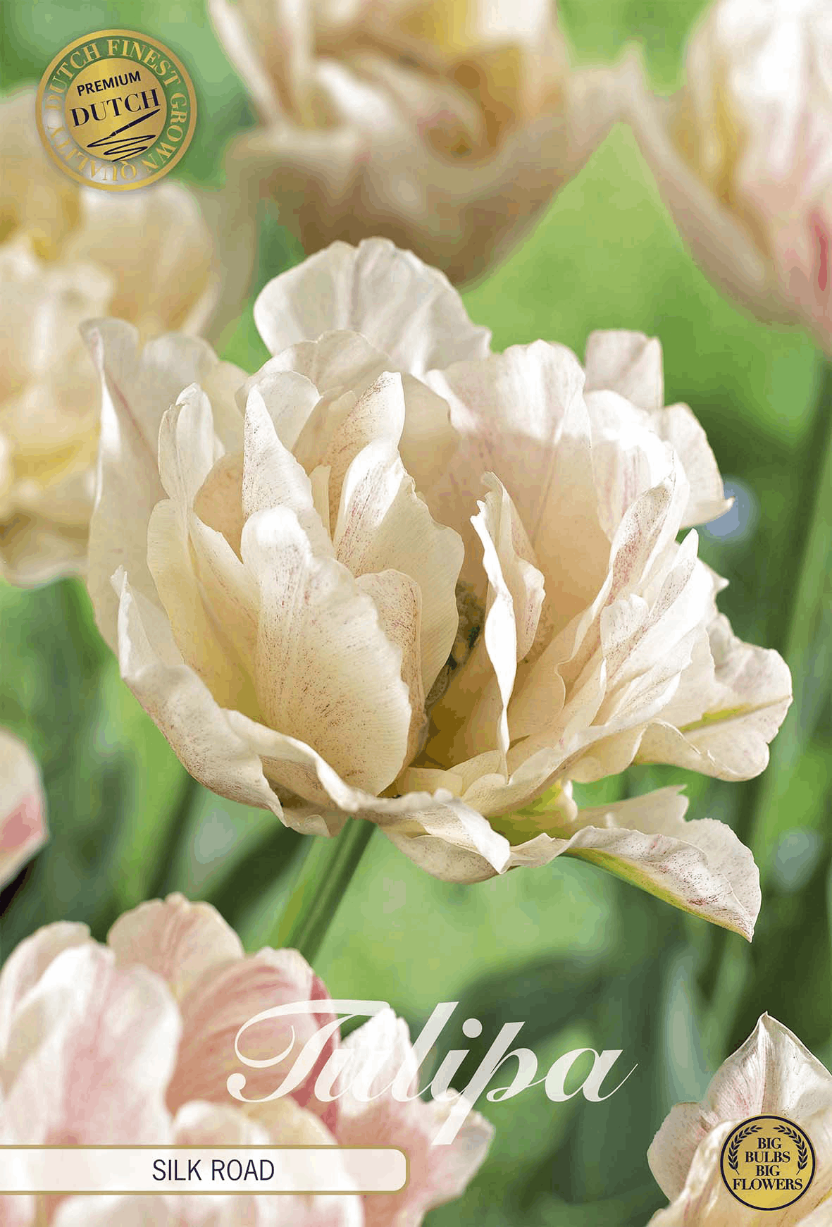 Tulipa Silk Road