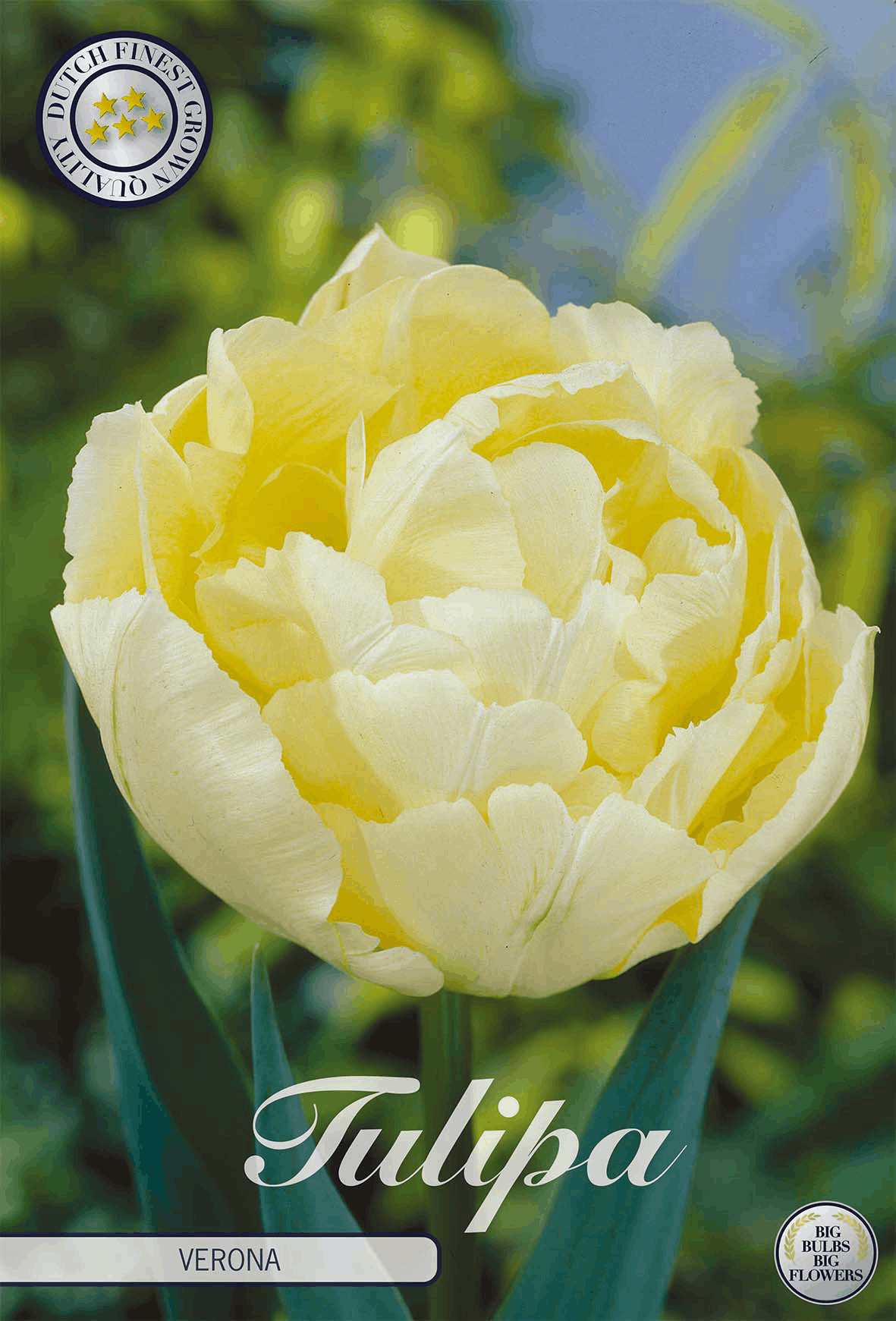 Tulipa Verona