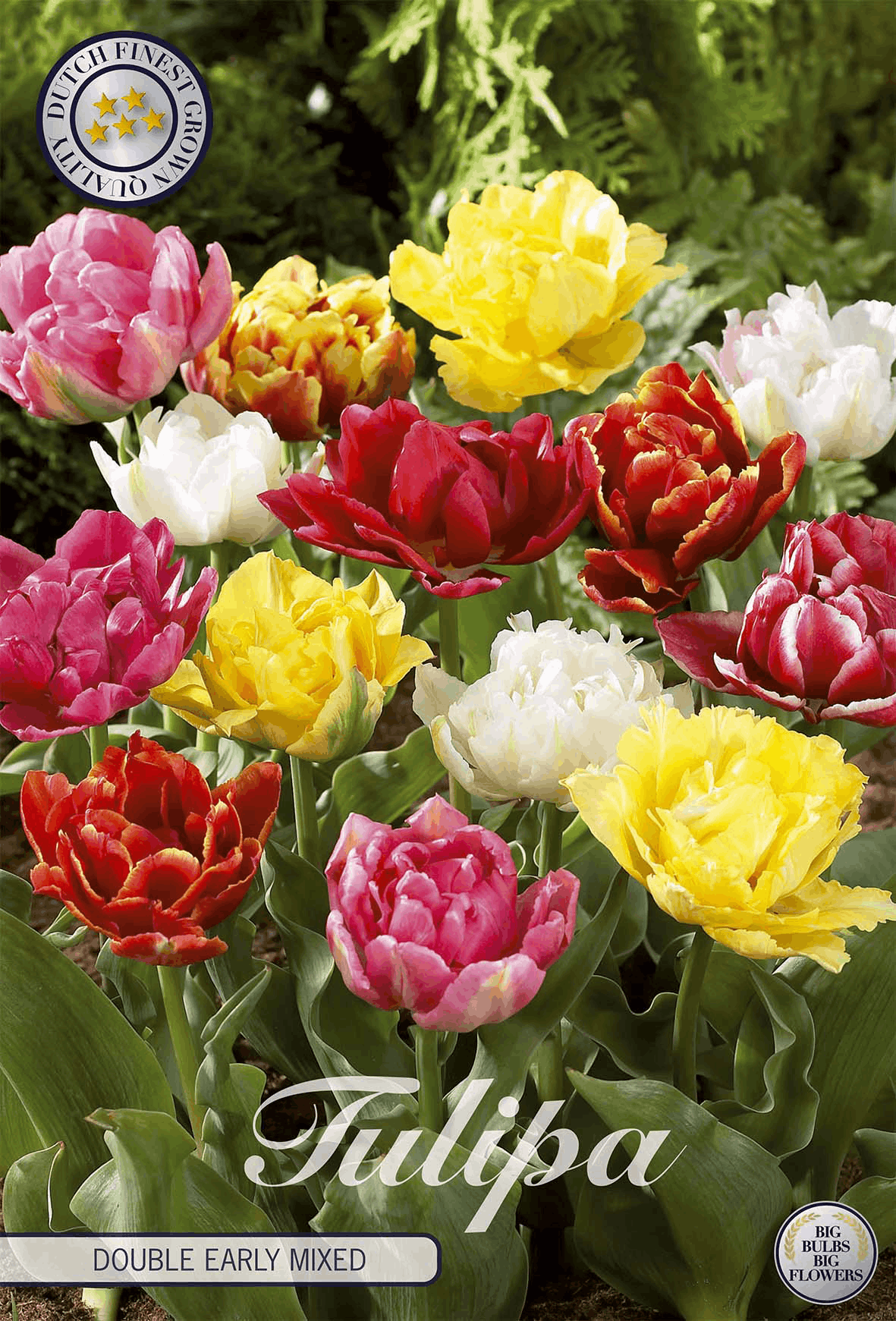 Tulipa Double Early Mischung
