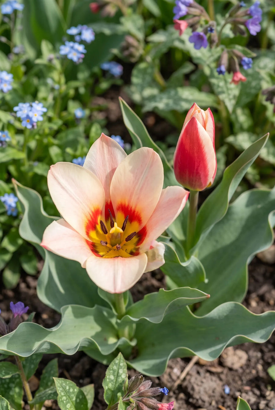 Tulpe Ancilla, Herz der Blüte