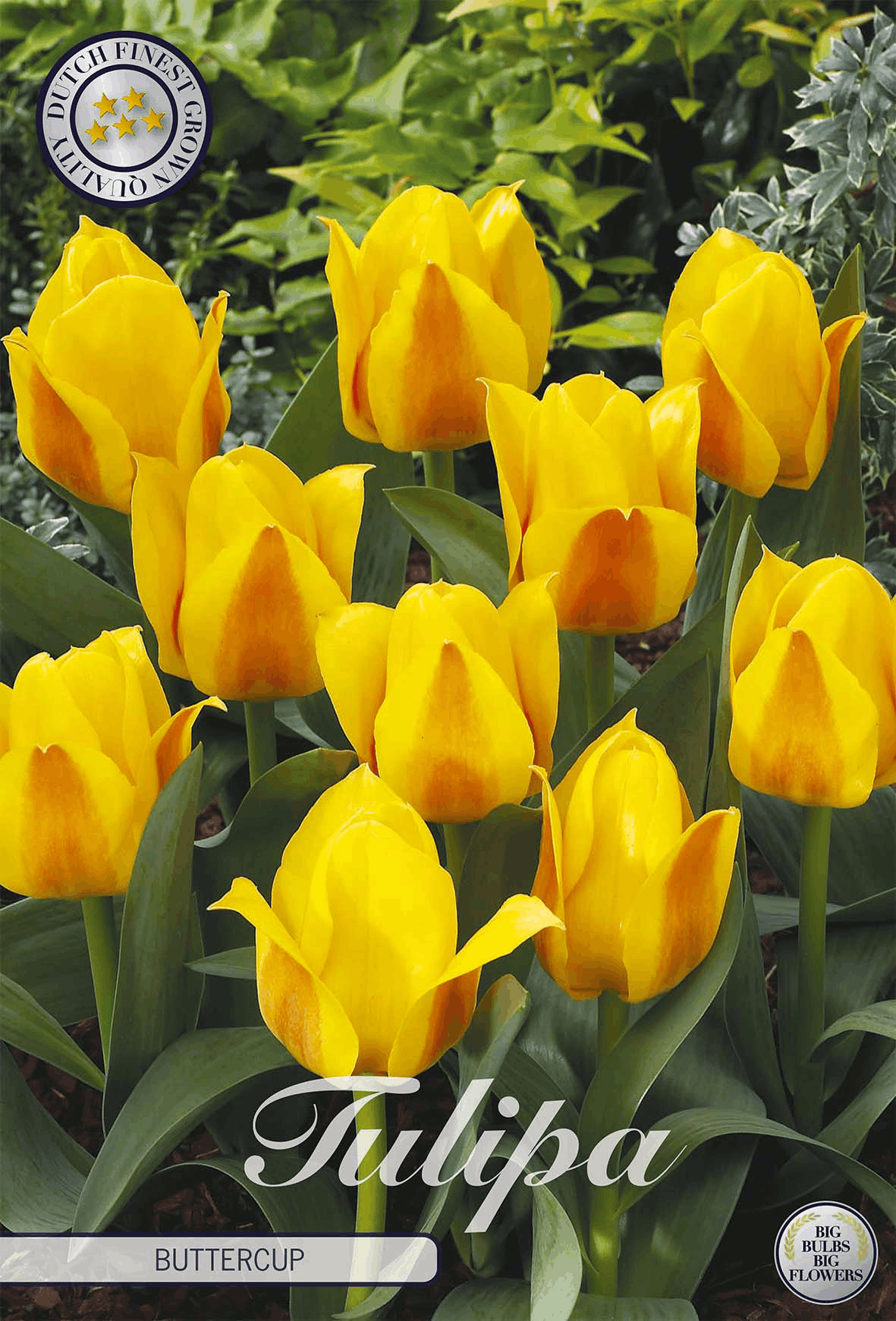 Tulpe Buttercup