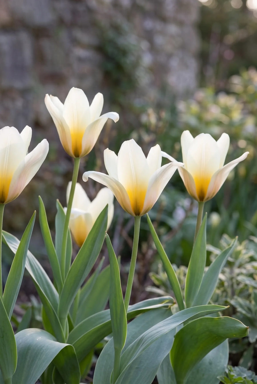 Tulipa Concerto — in de tuin