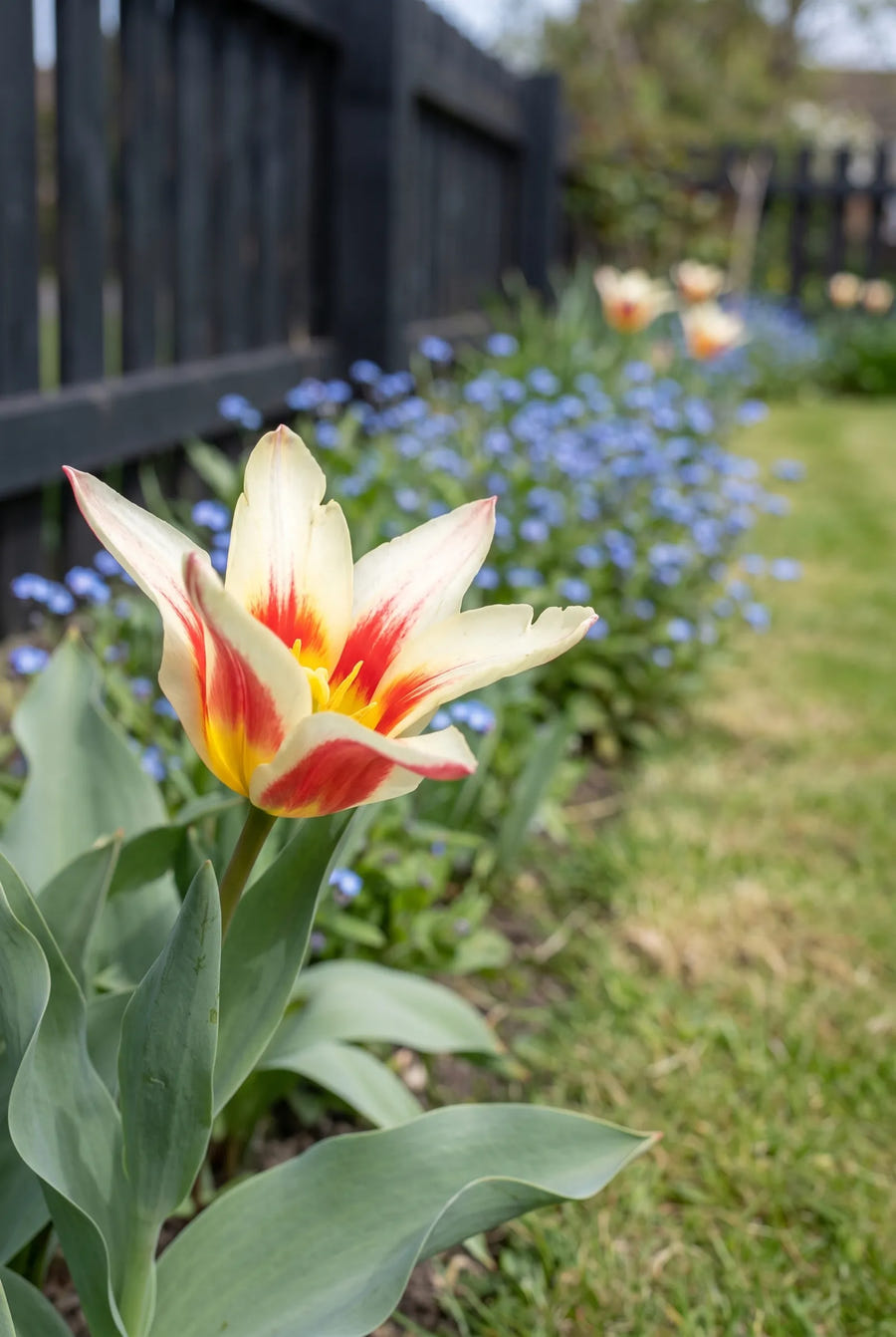 Tulipa Johan Strauss — close-up van de bloem