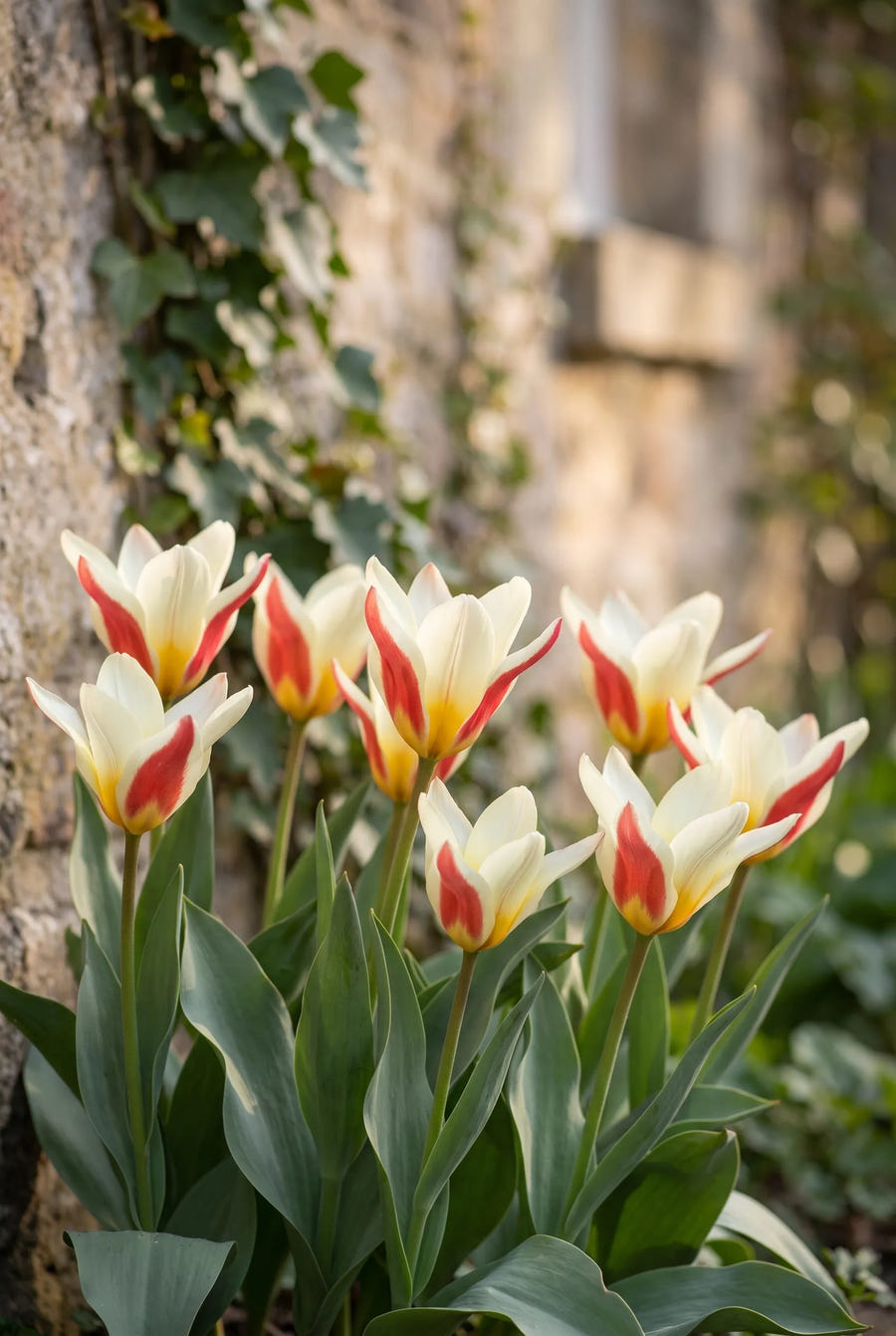 Tulipa The First — in de border