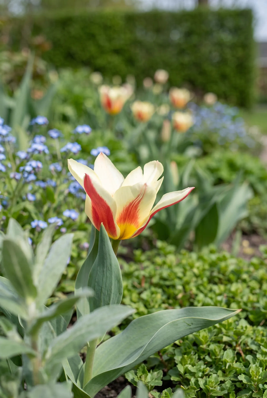 Tulipa The First — close-up van de bloem