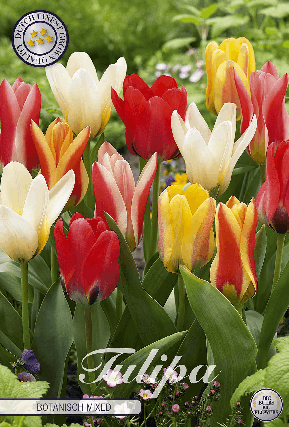 Tulipa Botanisch Gemischt