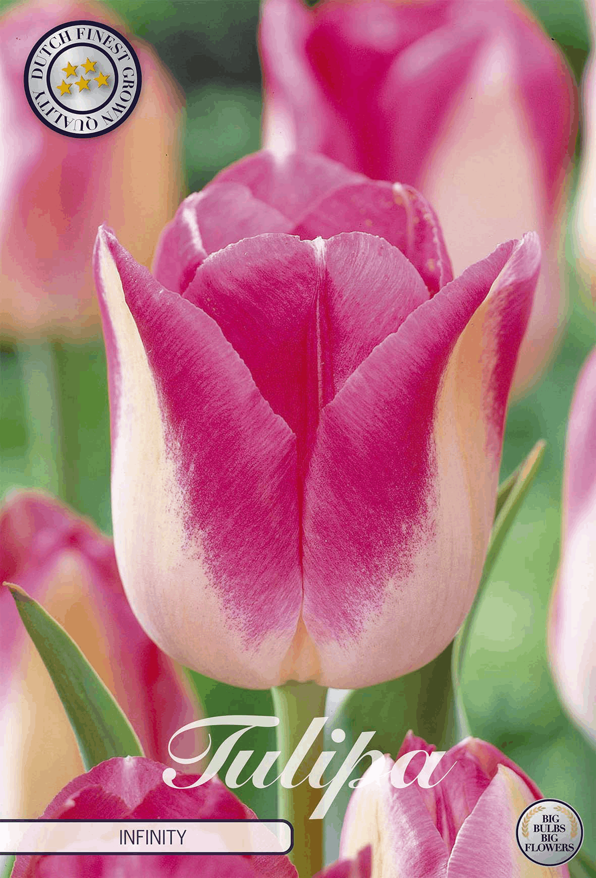 Tulipa Infinity