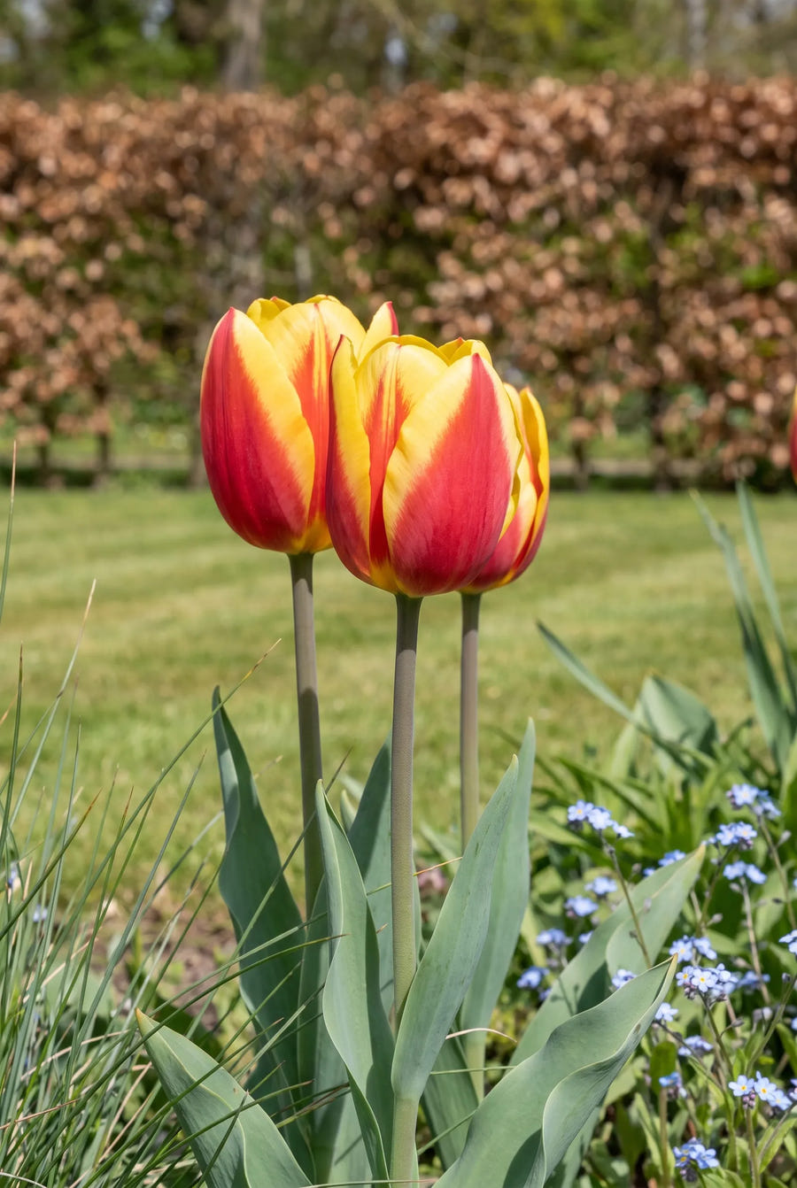 Tulipa Jan Seignette — close-up van de bloem
