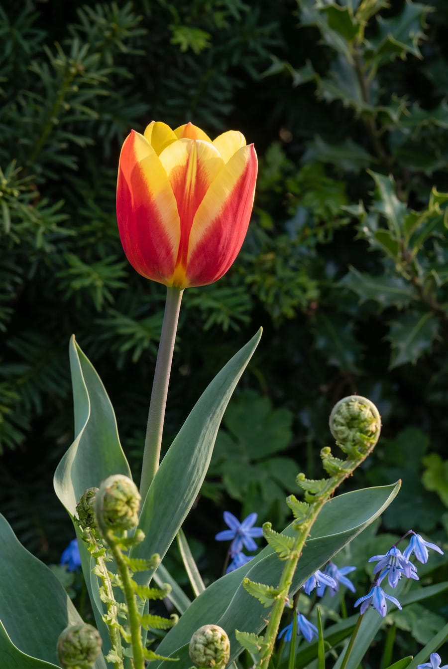 Tulipa Jan Seignette — sfeerbeeld