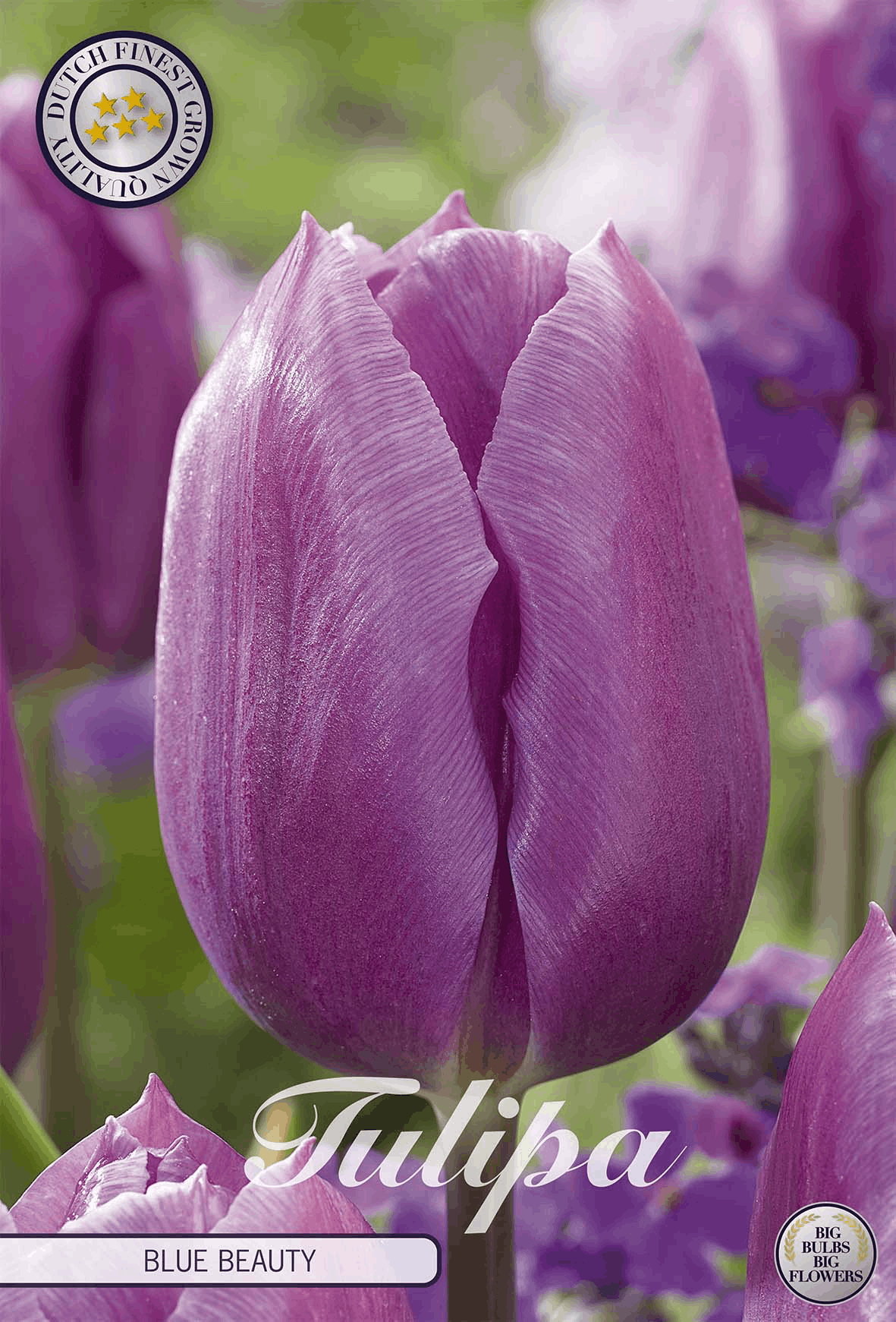 Tulipa Blue Beauty