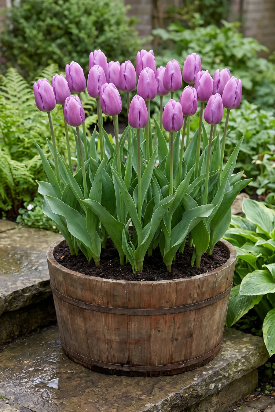 Tulipa Blue Beauty in een pot op een terras