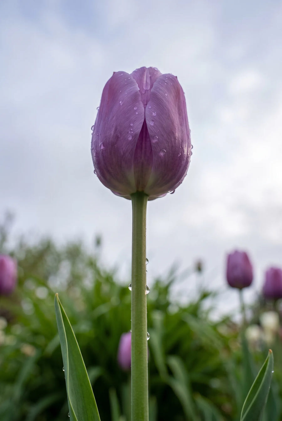 Tulipa Blue Beauty — in de tuin