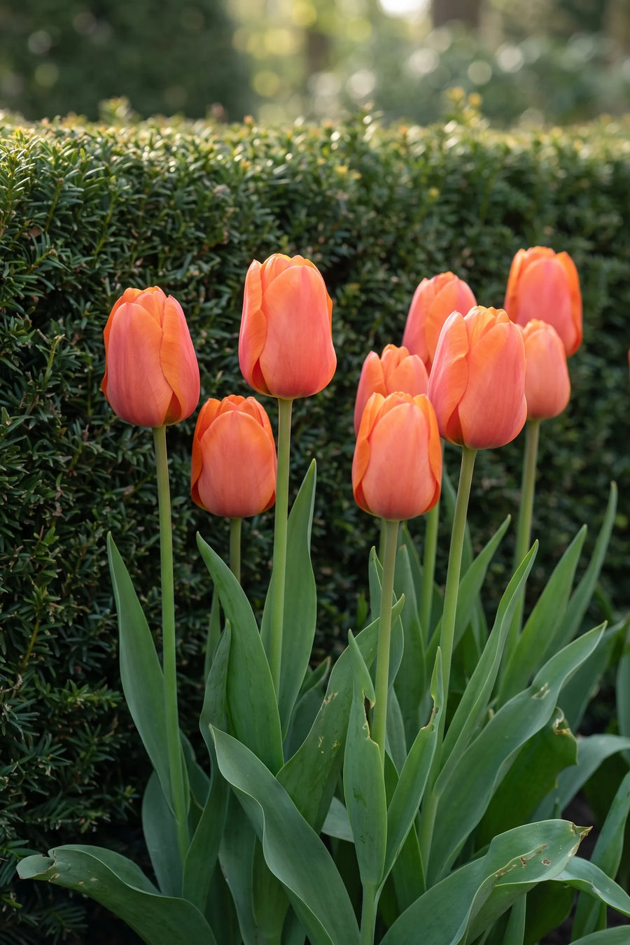 Tulipa Cadans in bloei in een voorjaarsborder