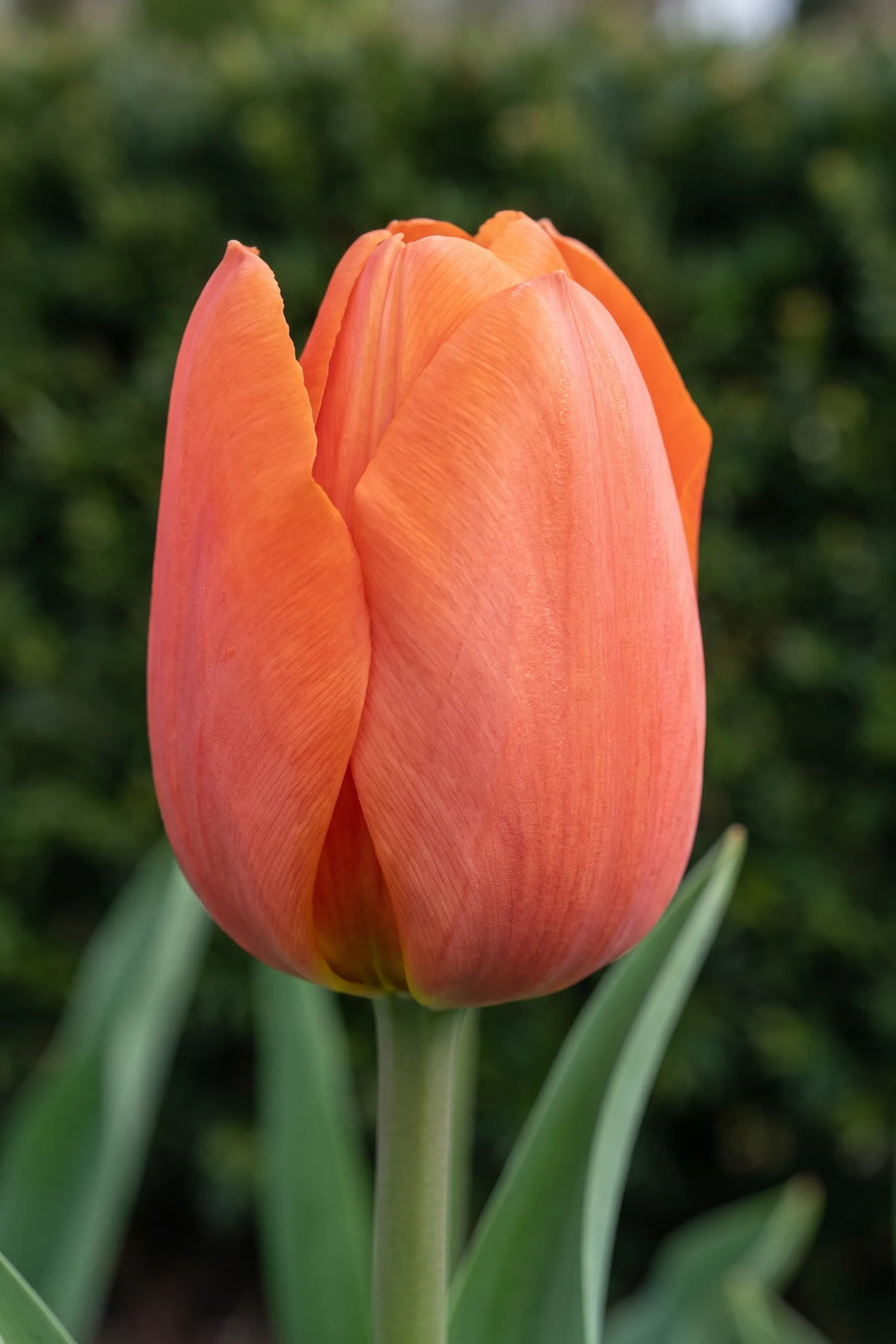 Close-up van de bloem van Tulipa Cadans
