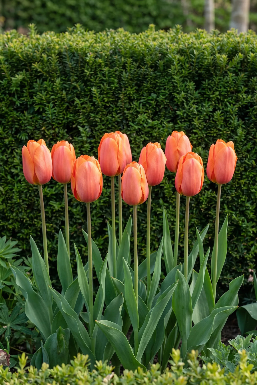 Groep Tulipa Cadans in een tuinborder