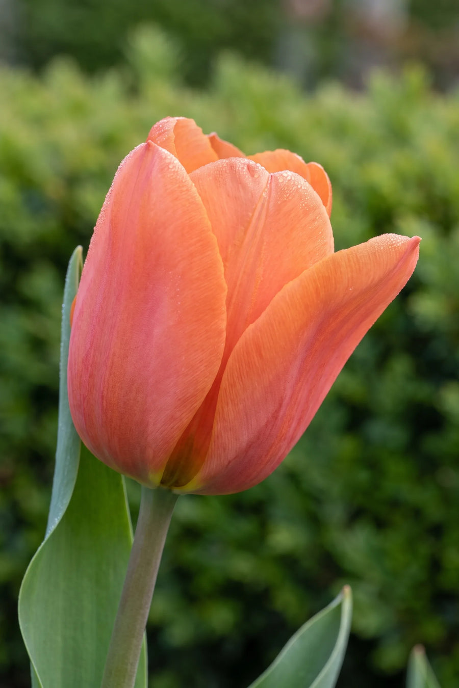 Detail van de bloemblaadjes van Tulipa Cadans