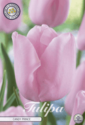 Tulipa Candy Prince