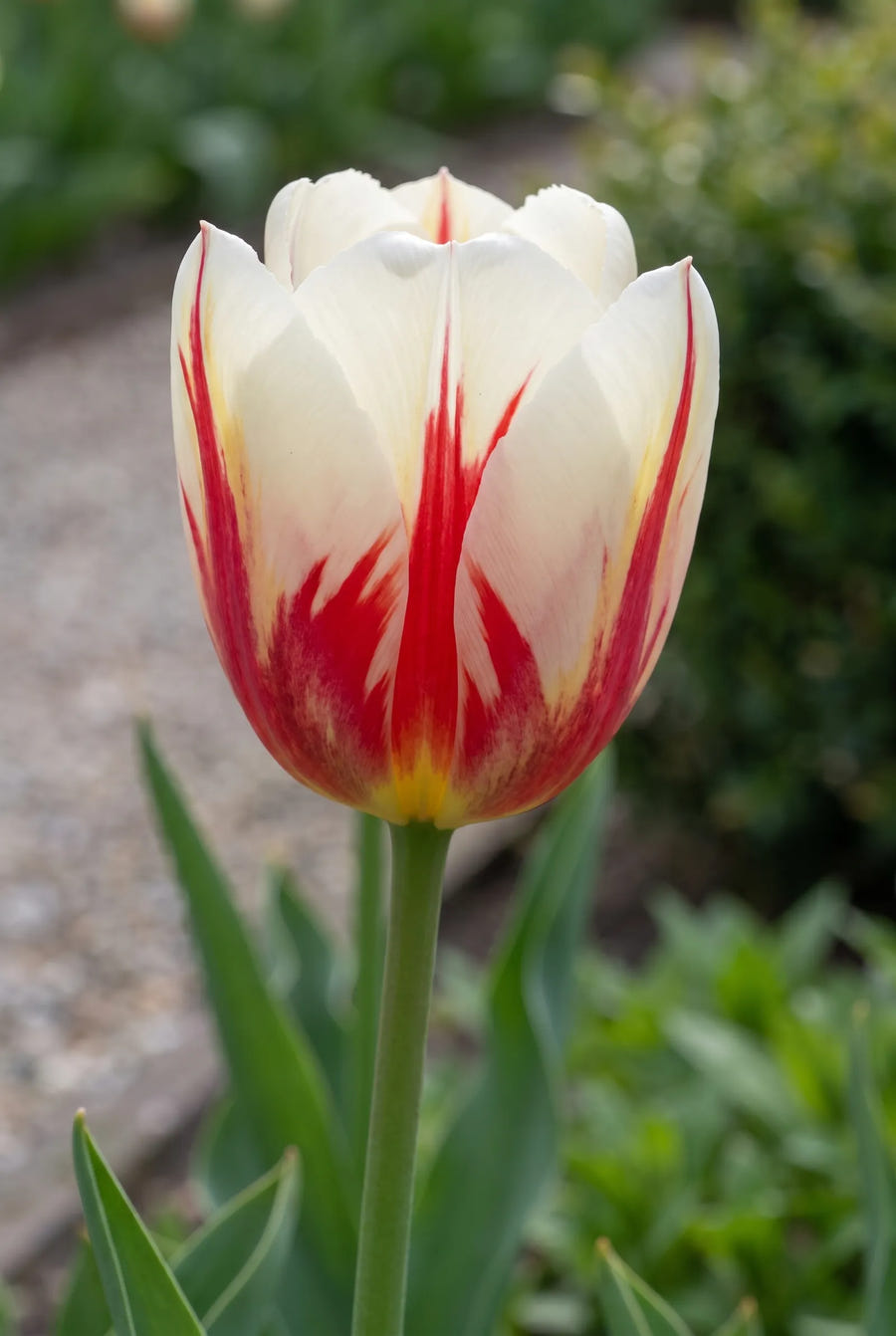 Tulipa Carnaval de Rio — close-up van de bloem