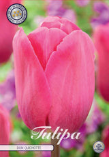 Tulipa Don Quichotte