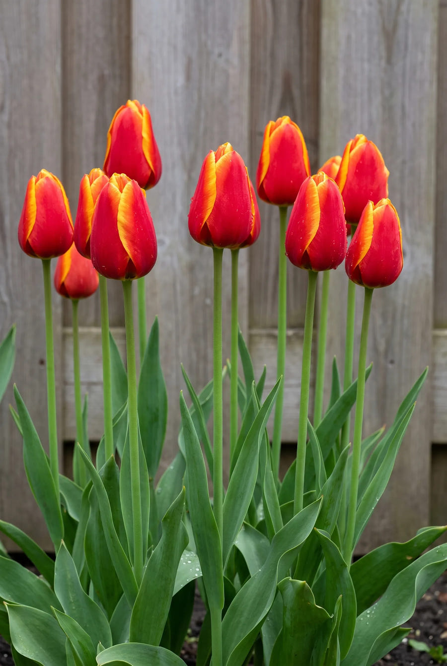 Tulipa Dow Jones — groep in de tuinborder