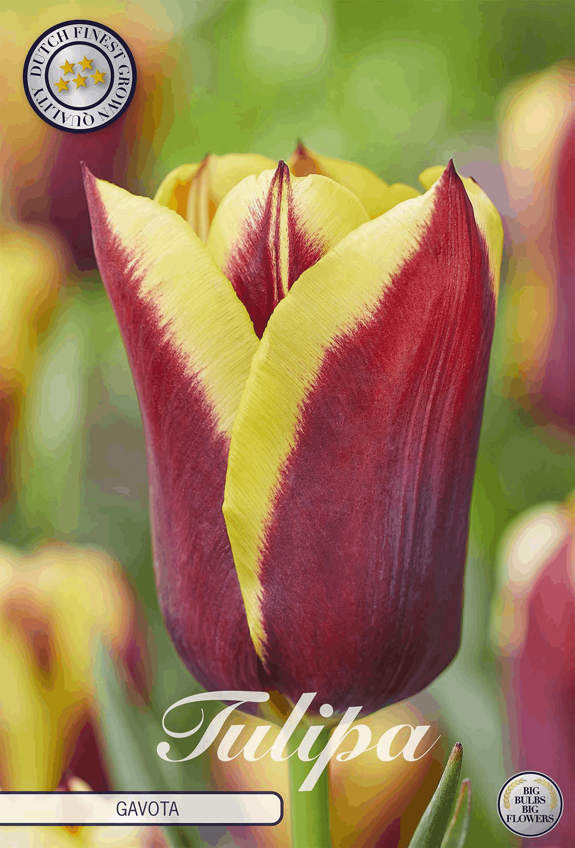 Tulipa Gavota