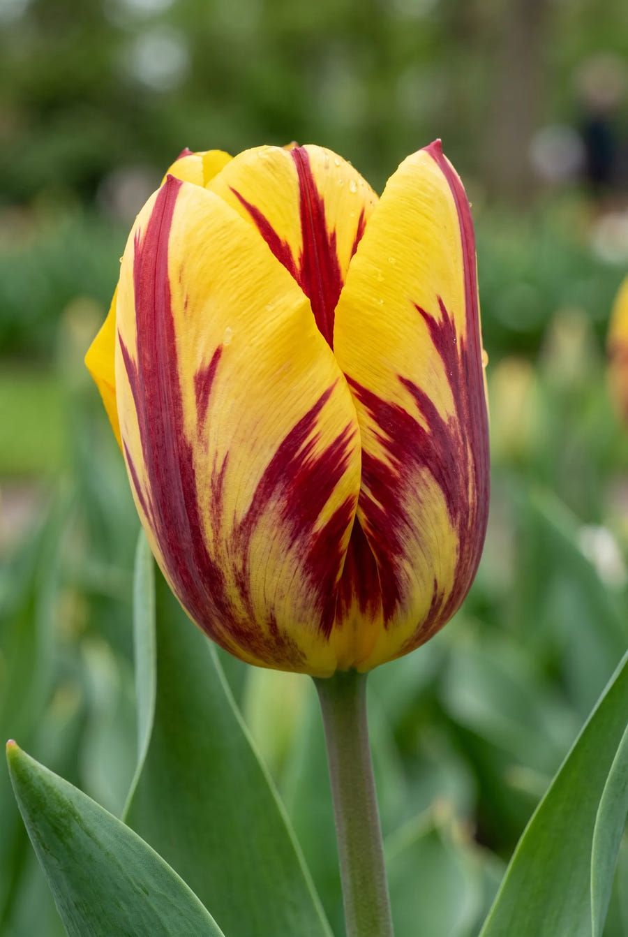 Tulipa Helmar — close-up van de bloem
