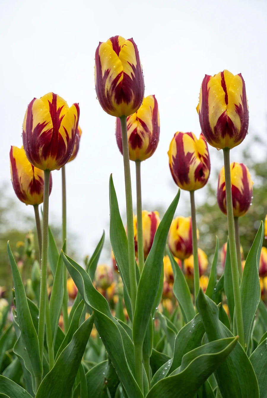 Tulipa Helmar — in de tuin