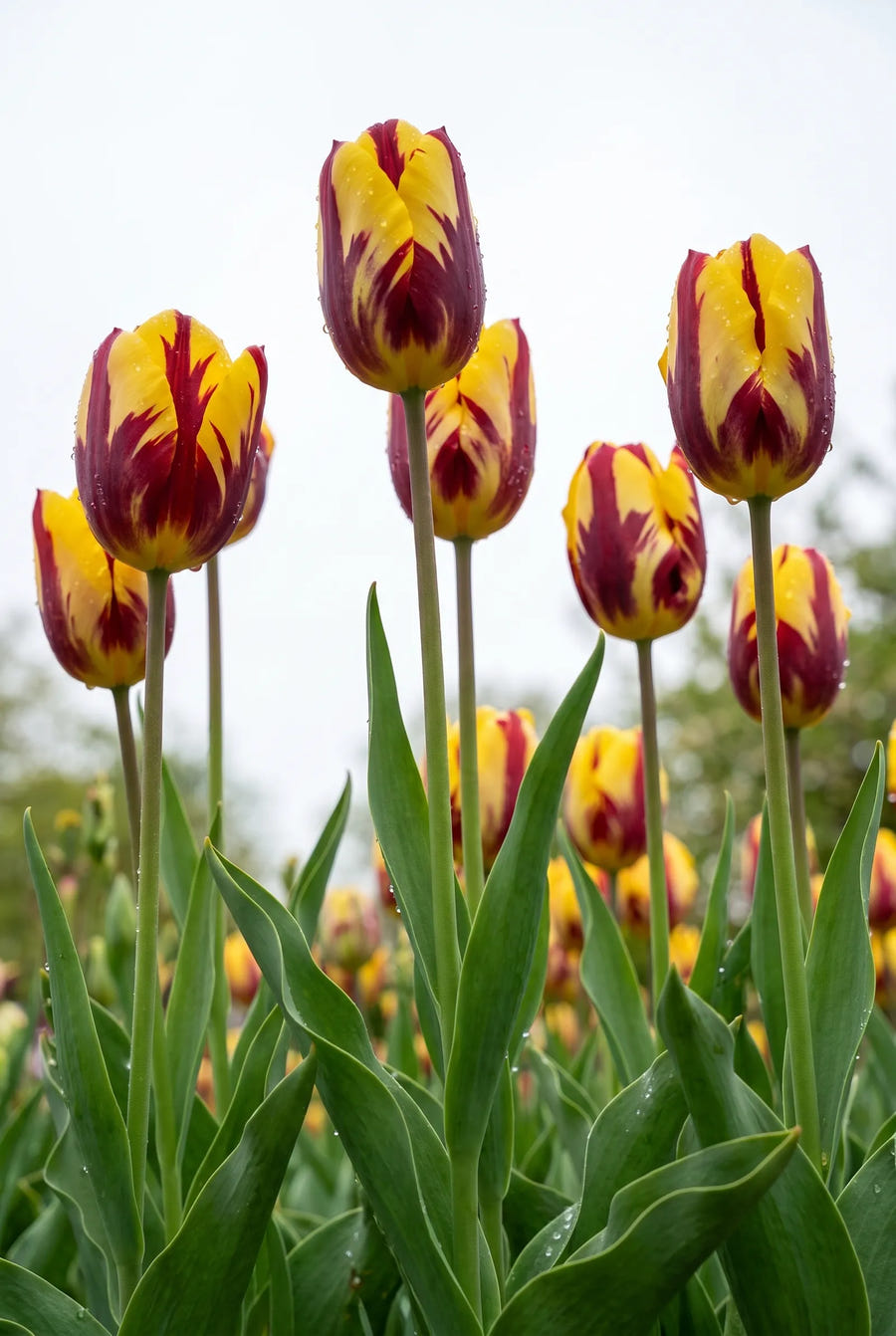 Tulipa Helmar — in de tuin