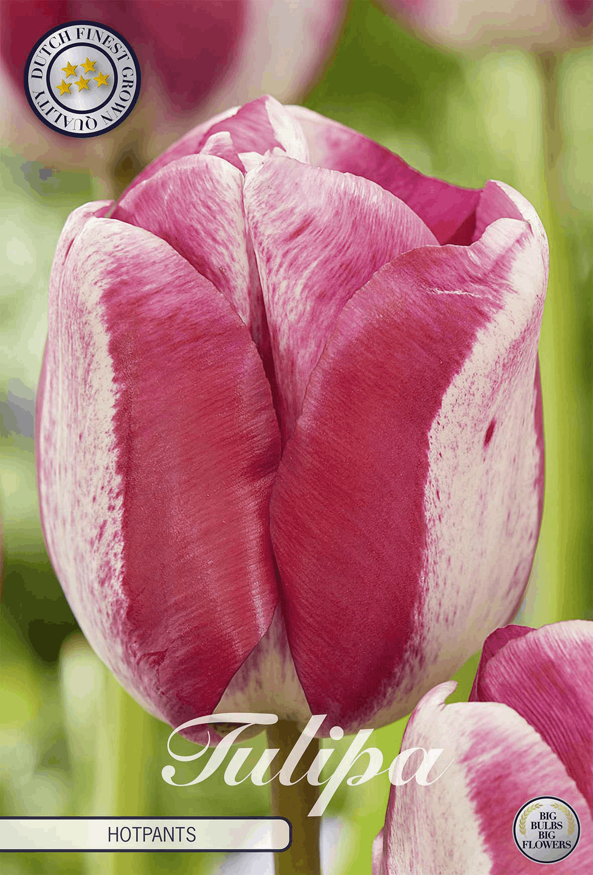 Tulpe Hotpants
