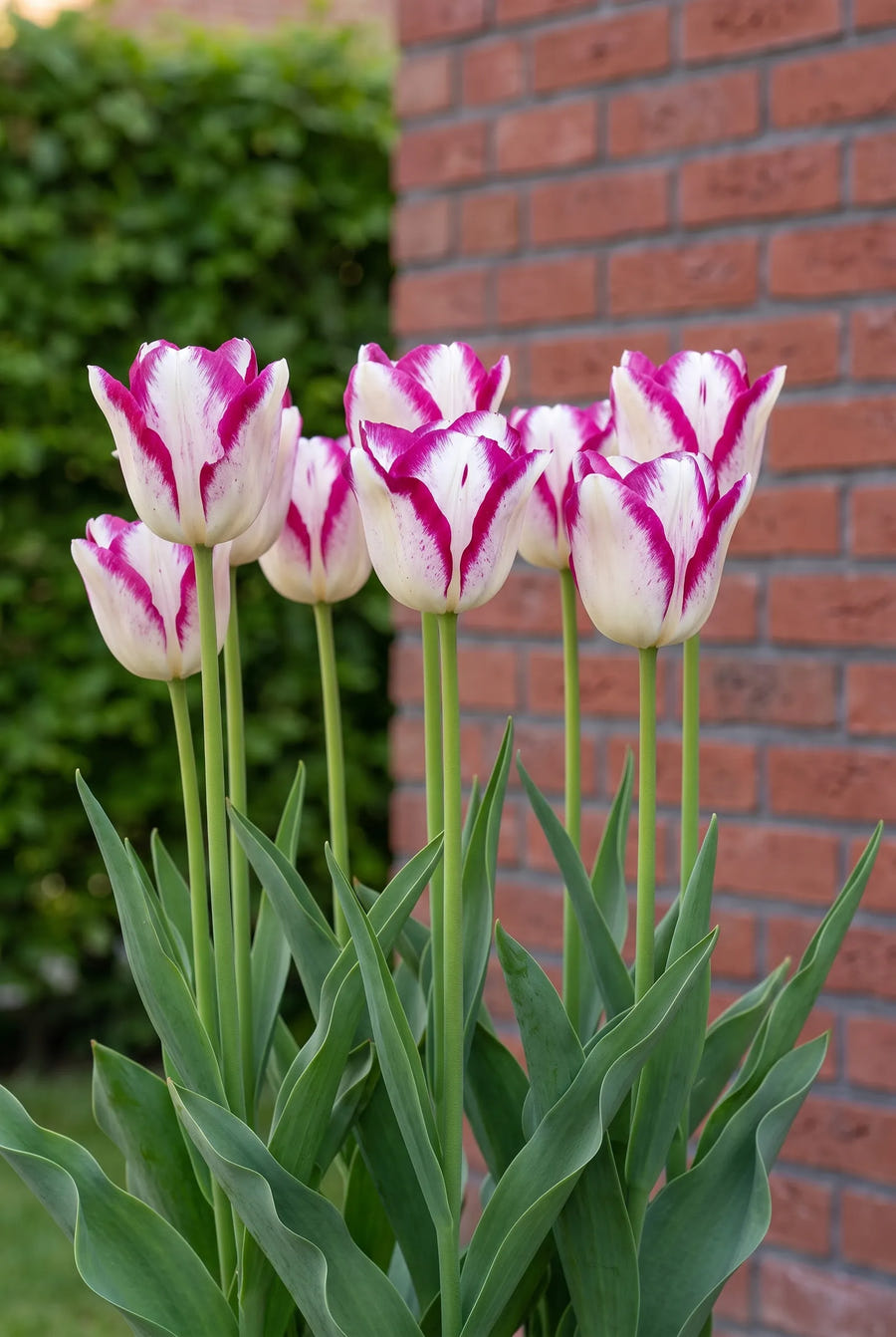 Tulipa Hotpants — in de border