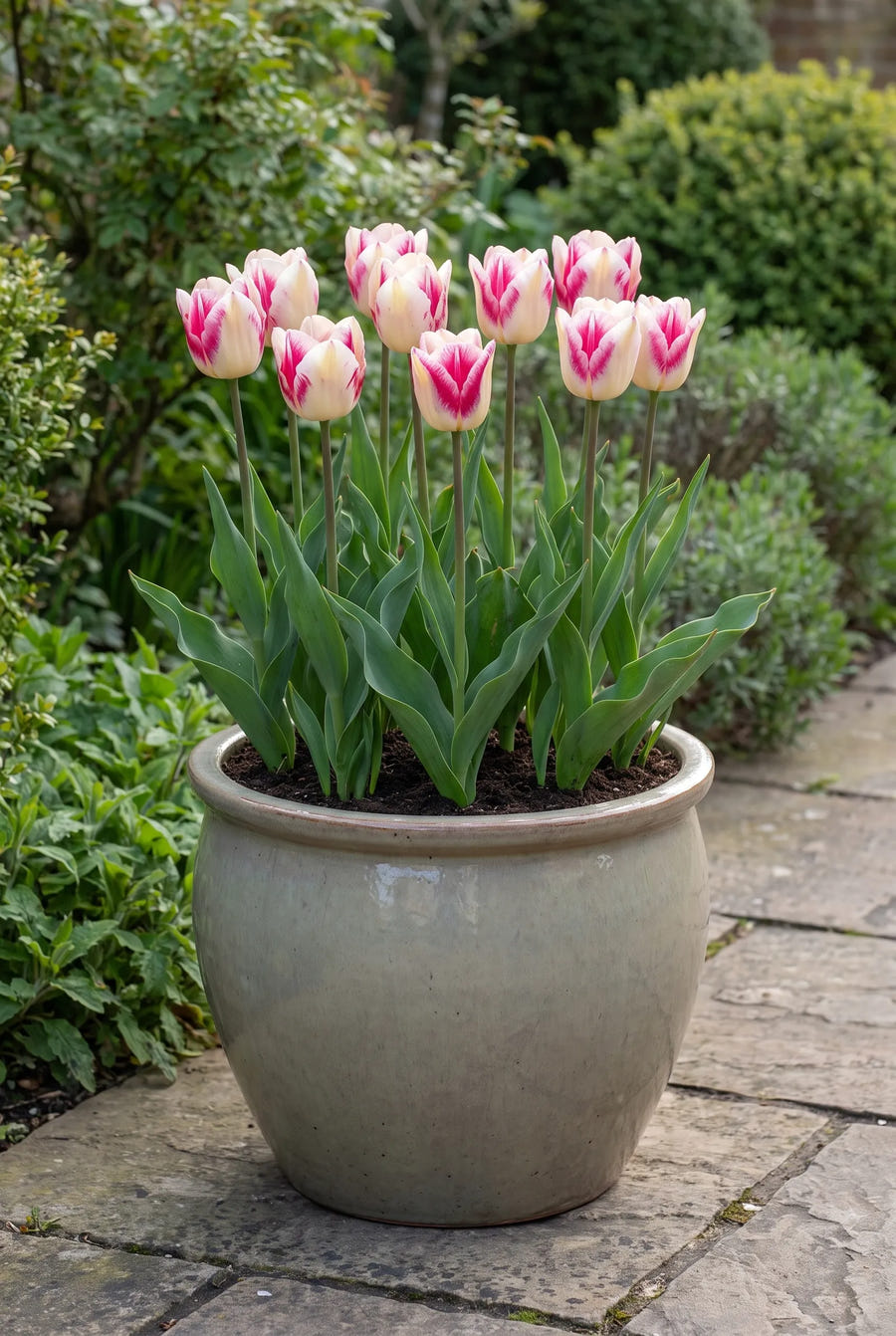 Tulipa Hotpants — in pot op terras