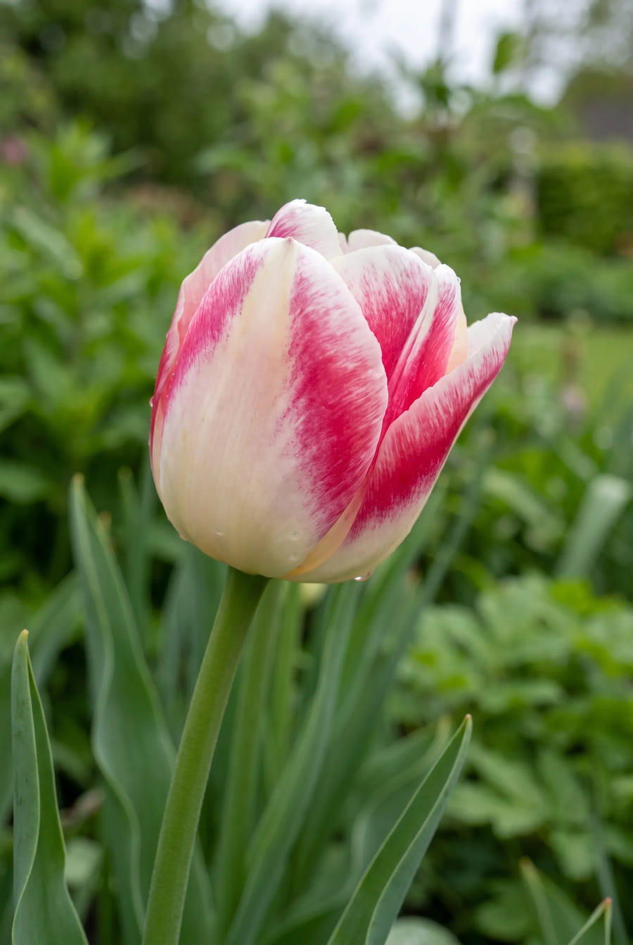 Tulipa Mata Hari — close-up van de bloem
